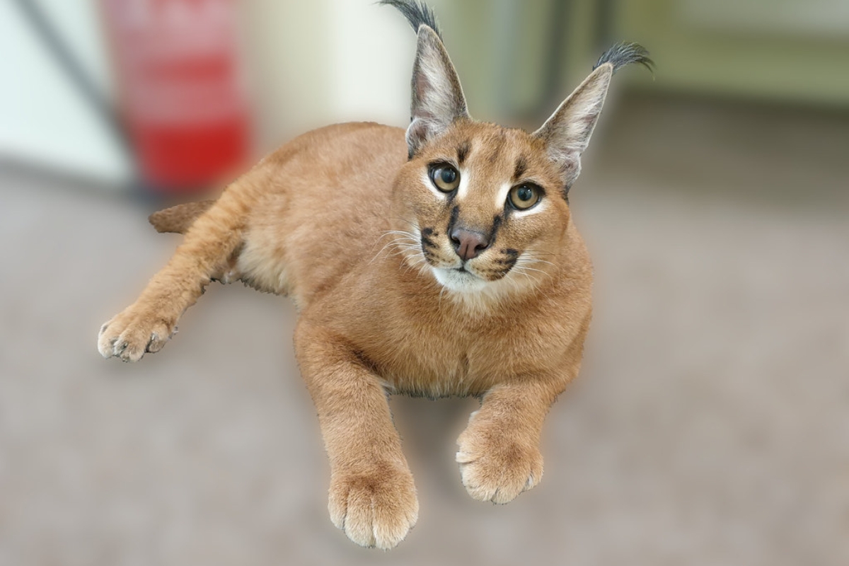 Caracal Spotted in MP After 20 Years: Is It Here to Stay?