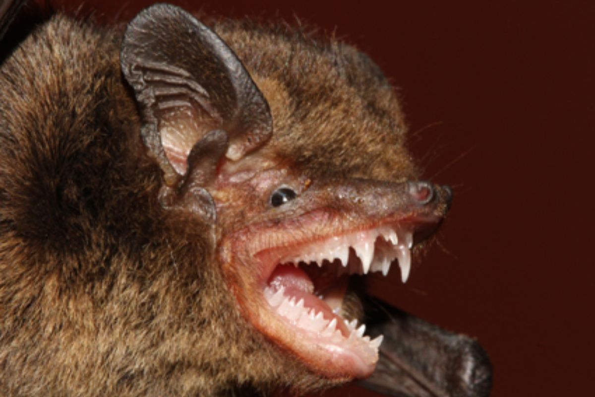 New Bat Species Found in Uttarakhand, Himalayas Still Hold Secrets