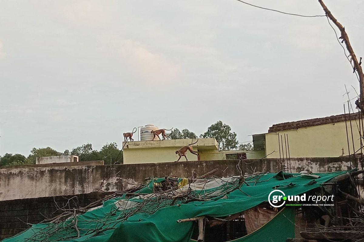 monkey menace in Rajgarh