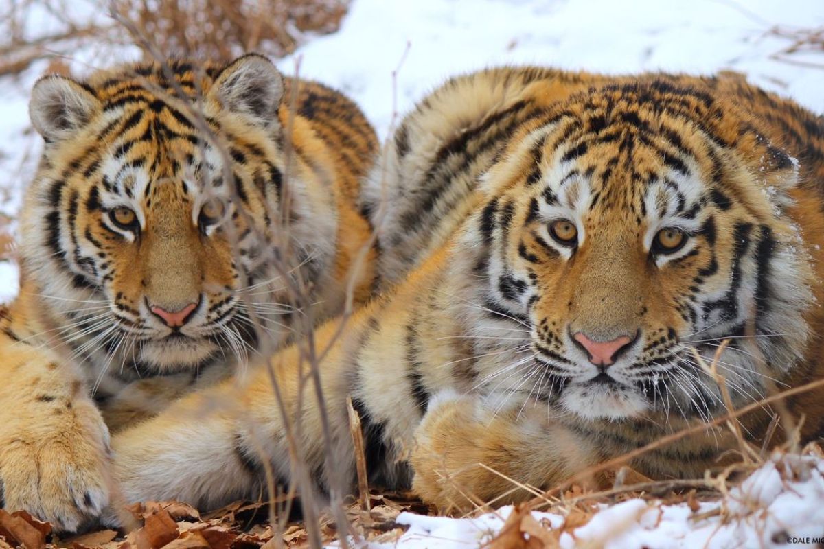 Inside IUCN’s First Green Status Tiger Report: What It Shows, & What’s Missing
