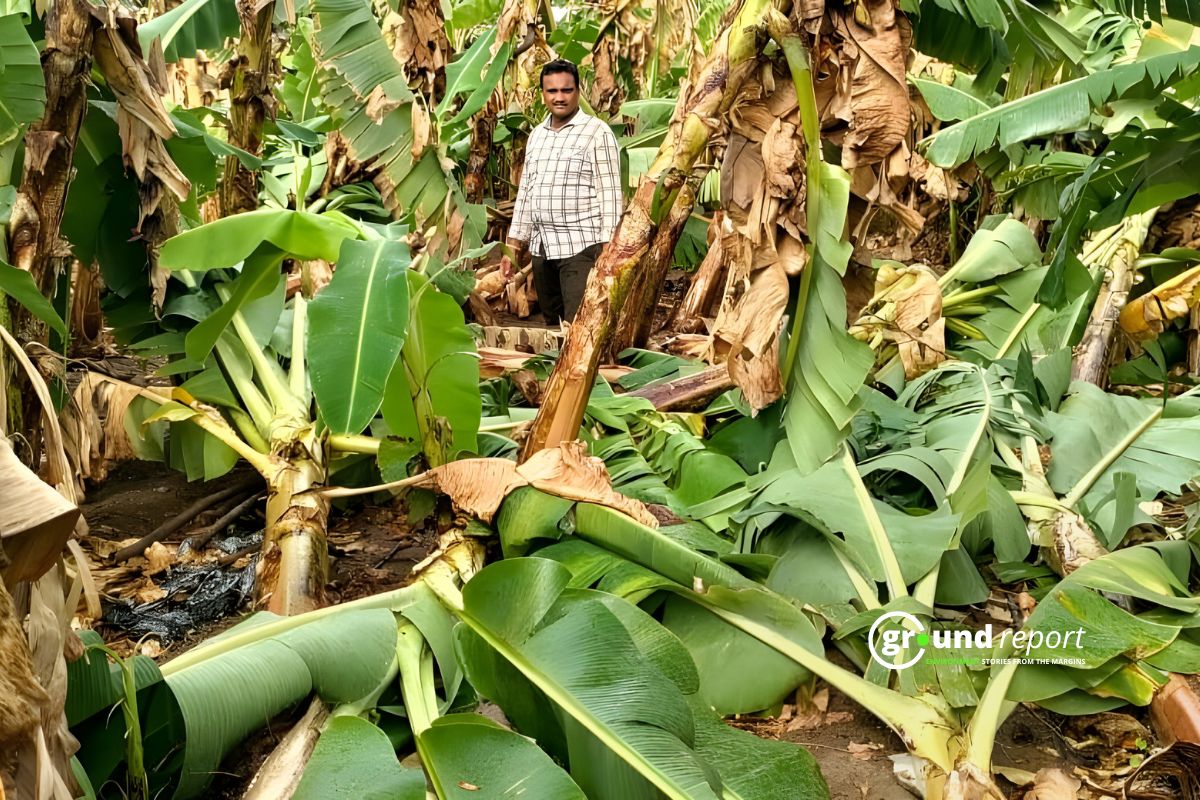 Banana Prices Crash, MP Farmers Seek Govt Support