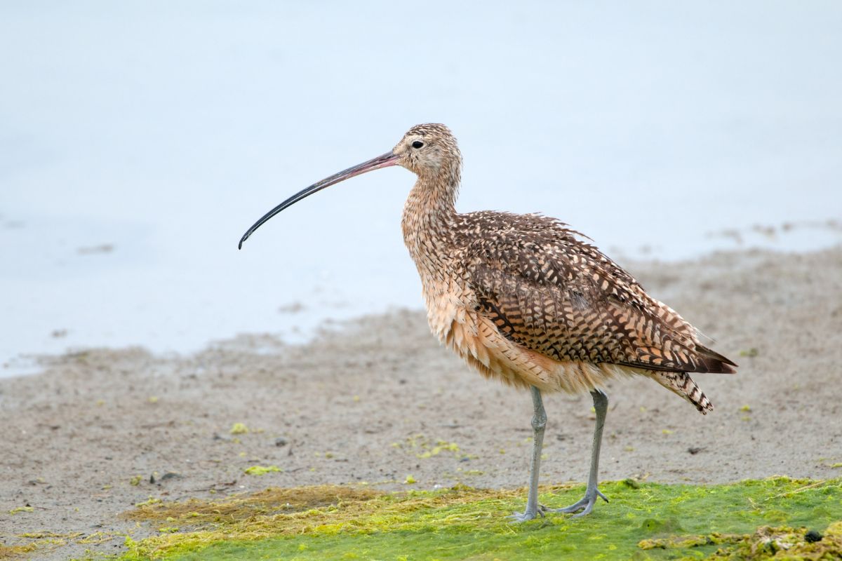 Declared Extinct: What Really Happened to Slender-Billed Curlew?