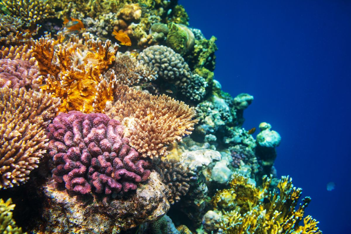 Coral Reefs Are Vanishing Worldwide, Has Earth Crossed a Dangerous Line?