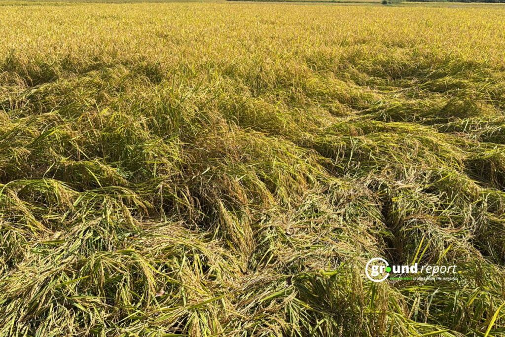 Paddy crop destroyed in Sheopur, Madhya Pradesh