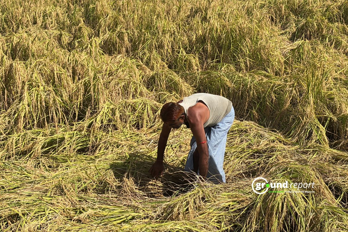 Paddy crop destroyed before harvesting