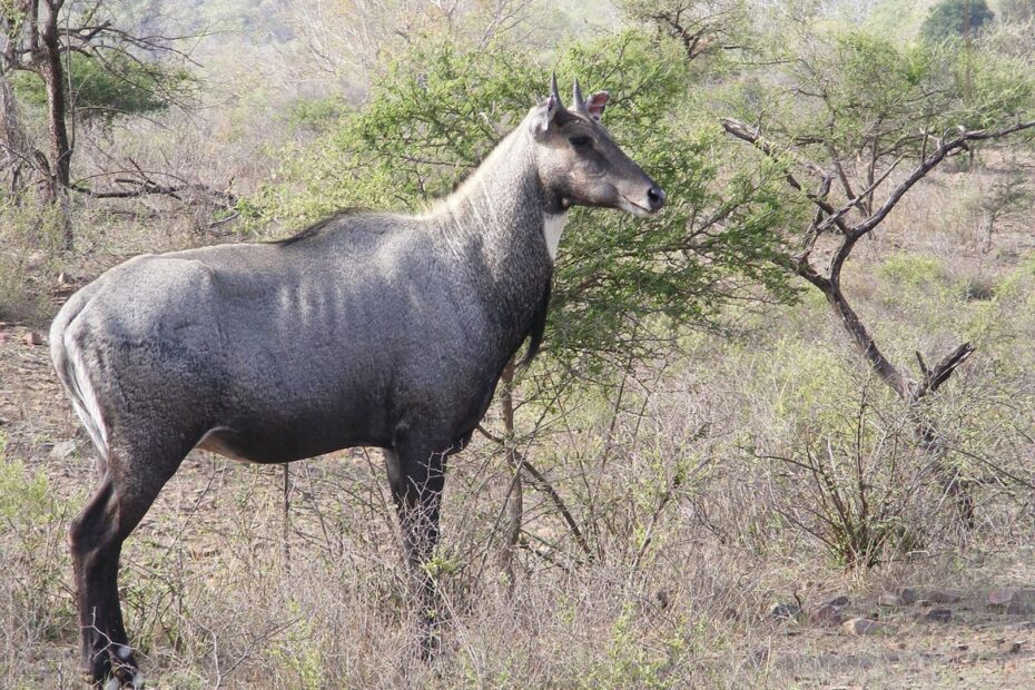MP uses helicopters to move 913 blackbuck, Nilgai to forests