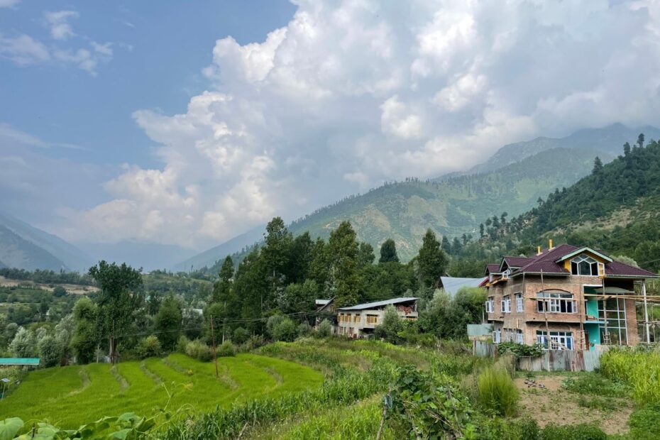 Kashmir’s rice fields are disappearing, and so are its farming traditions