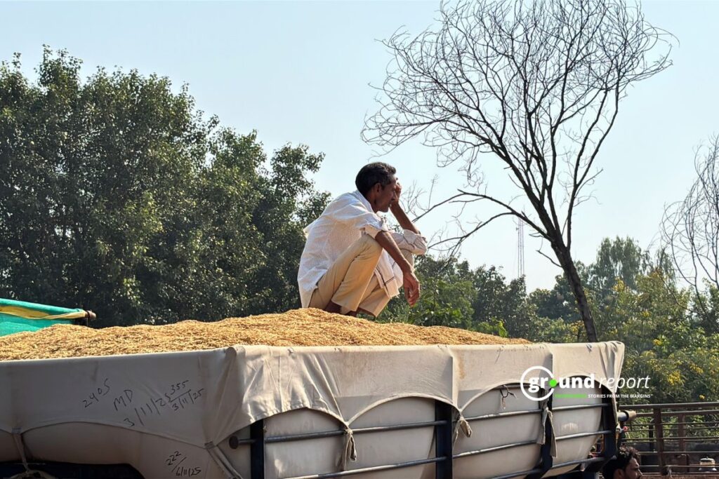 paddy crop in mandi for sale