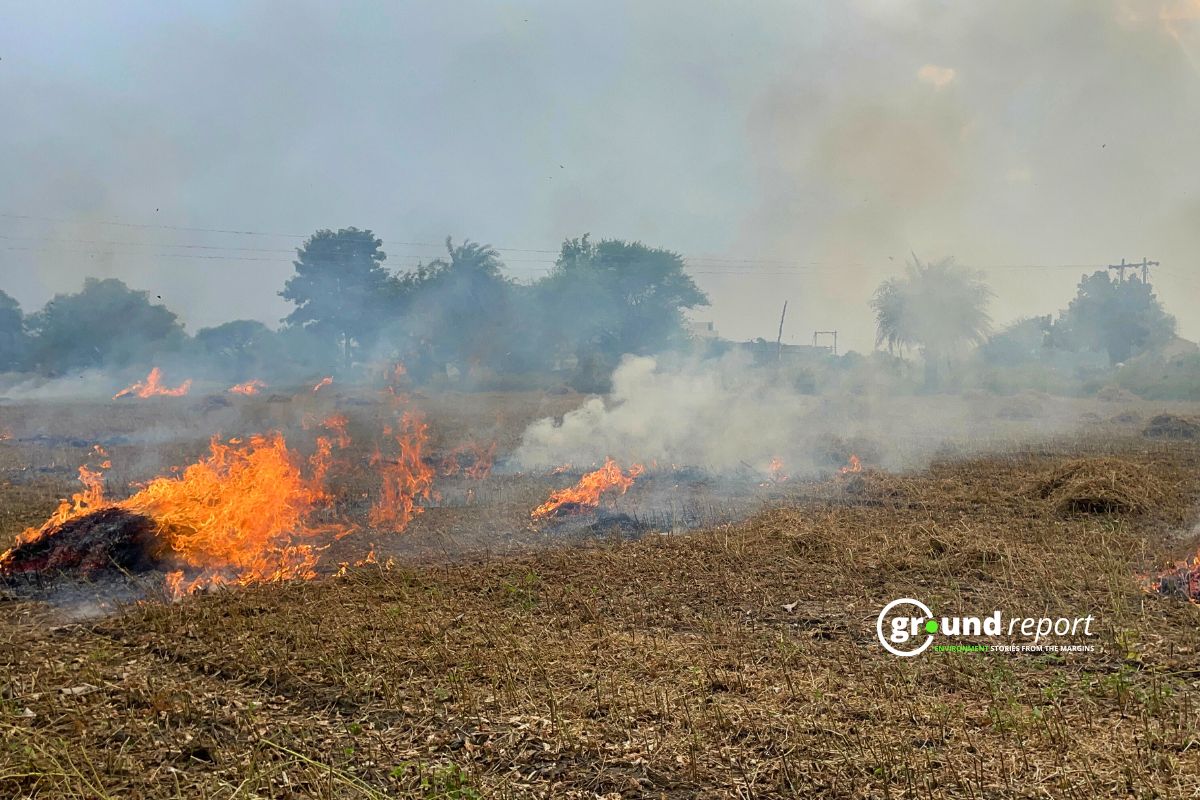 Bhopal Bans Stubble Burning for Three Months as Wheat Harvest Begins