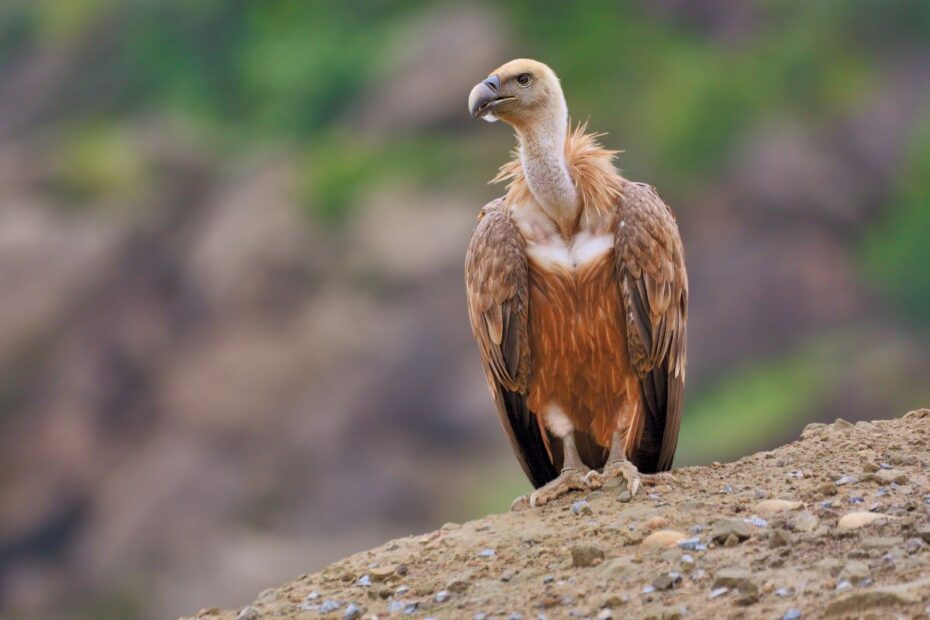 India’s Vultures Are Vanishing, But Why Are Their Nests Empty?
