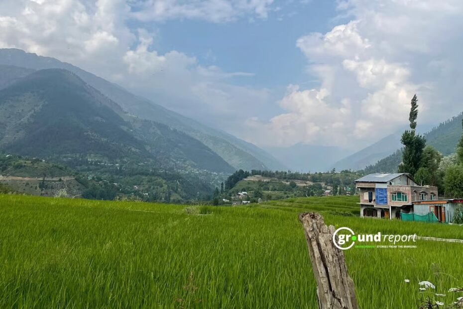 Kashmir’s rice fields are disappearing, and so are its farming traditions