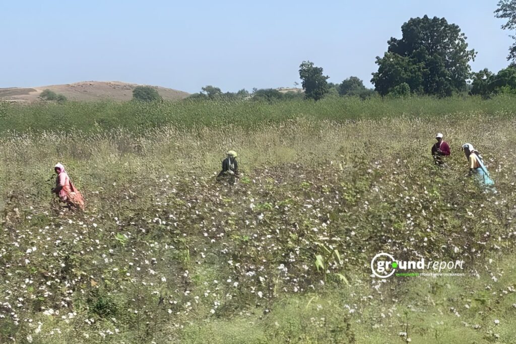 farmer in the cotton field barwani