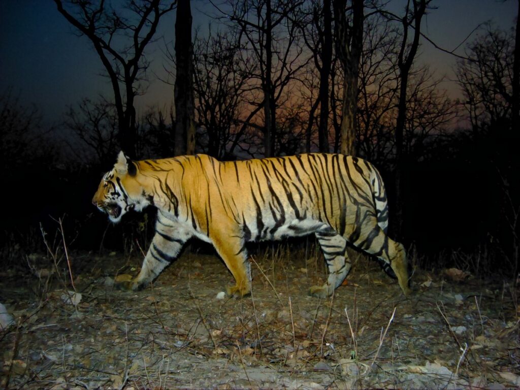 Map showing a crude boundary of the corridor between Satpura and Melghat tiger reserves along with the river and road networks