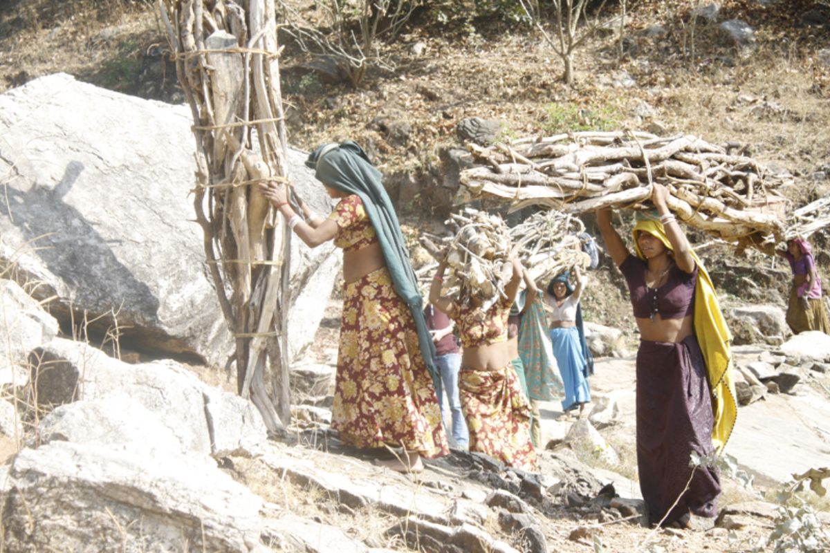 What Jharkhand's LPG drive did to its forests, and why it matters