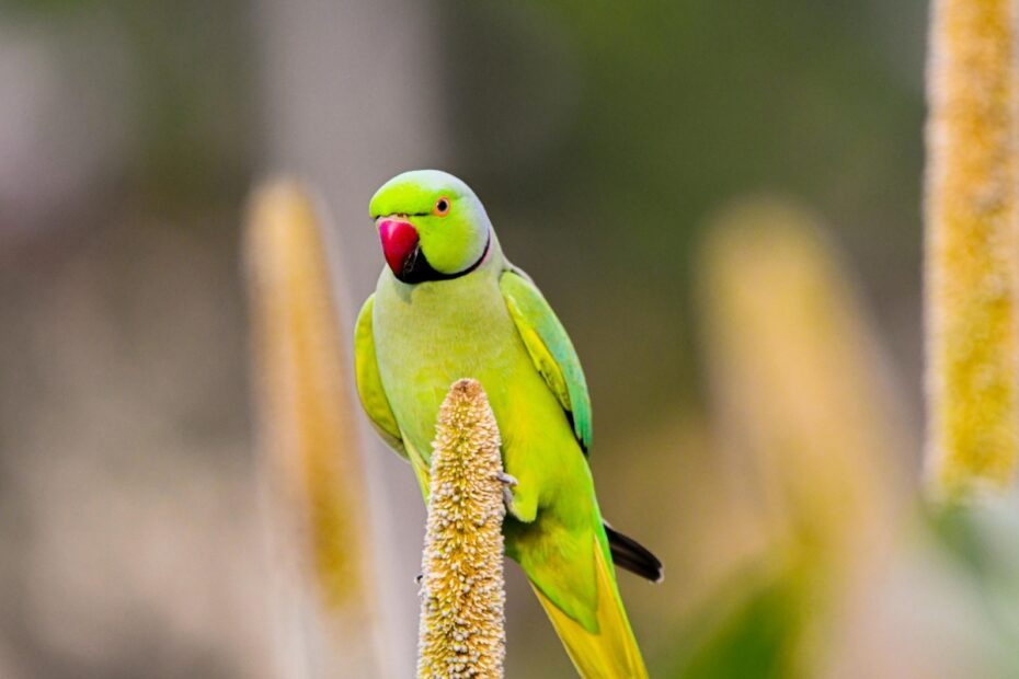 Parrots Death in Omkareshwar