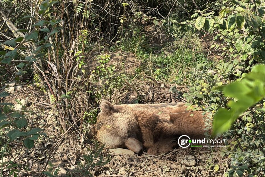 Himalayan Brown Bears Cling to Survival in Ladakh's Shrinking Refuges