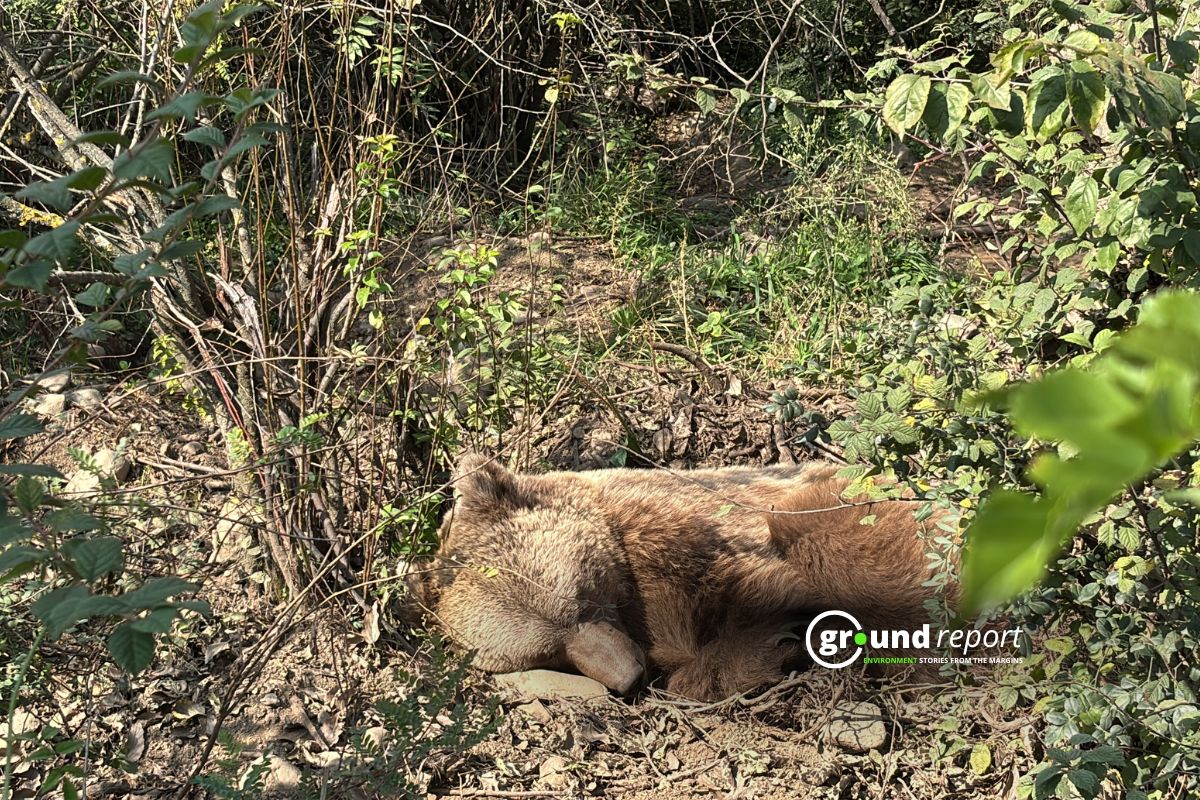 Himalayan Brown Bears Cling to Survival in Ladakh's Shrinking Refuges