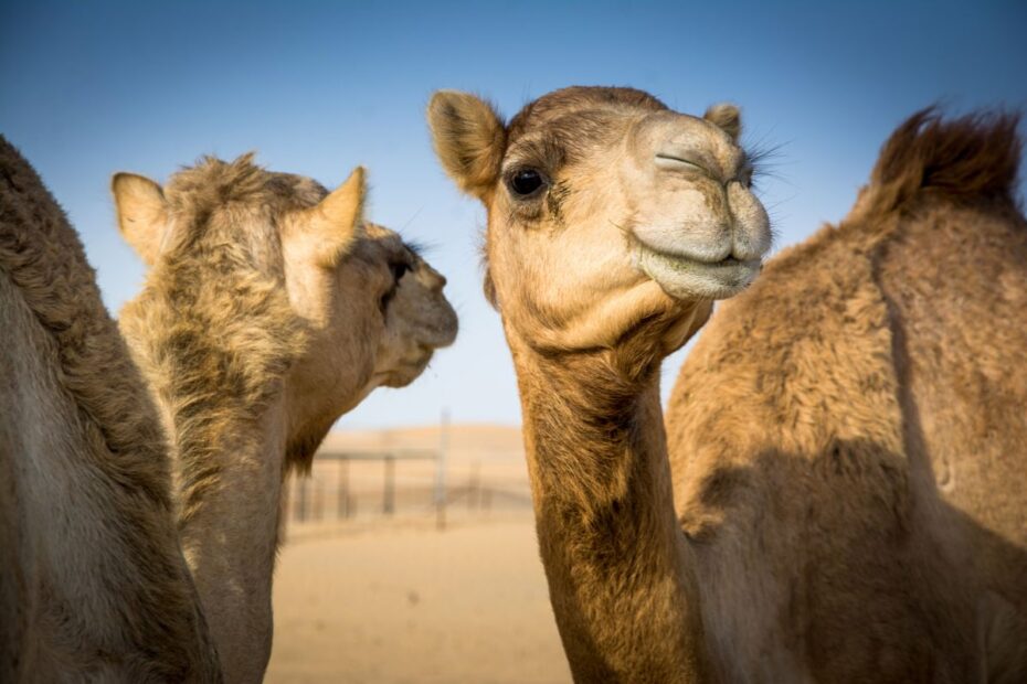 Why is camel milk called 'white gold'?
