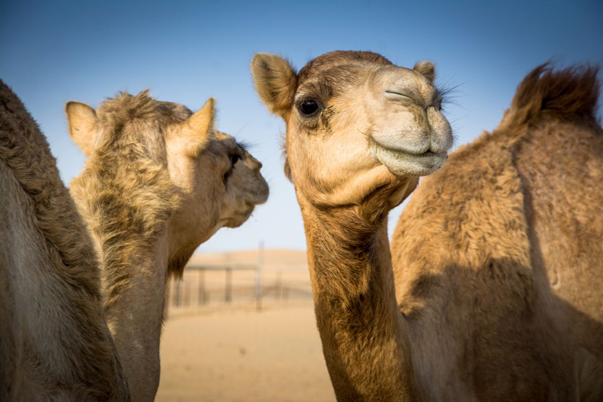 Why is camel milk called 'white gold'?