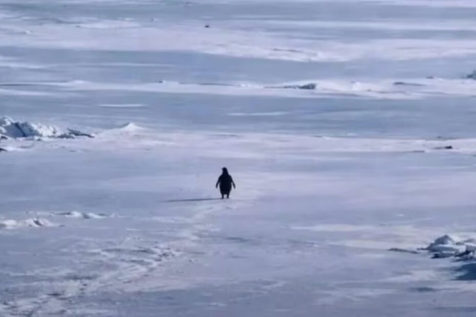 What's the Full Story Behind the Viral 'Nihilist Penguin' Meme?