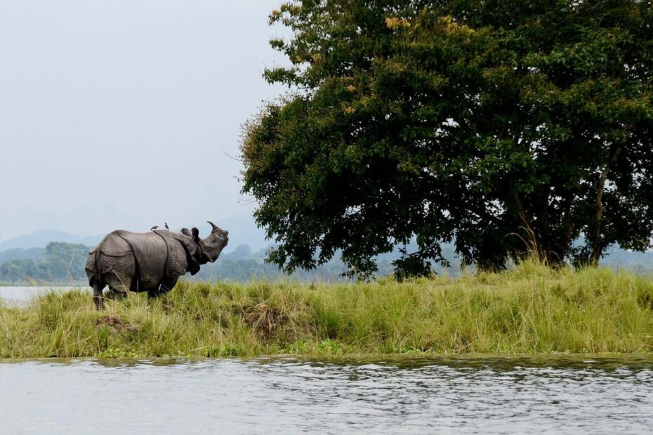 One horn Rhino are seen at the Kaziranga National Park in Assam