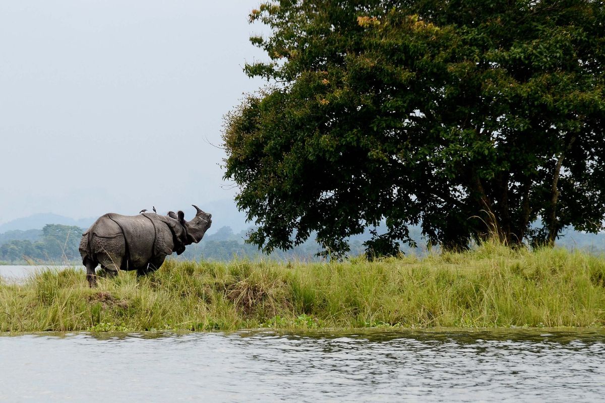 One horn Rhino are seen at the Kaziranga National Park in Assam