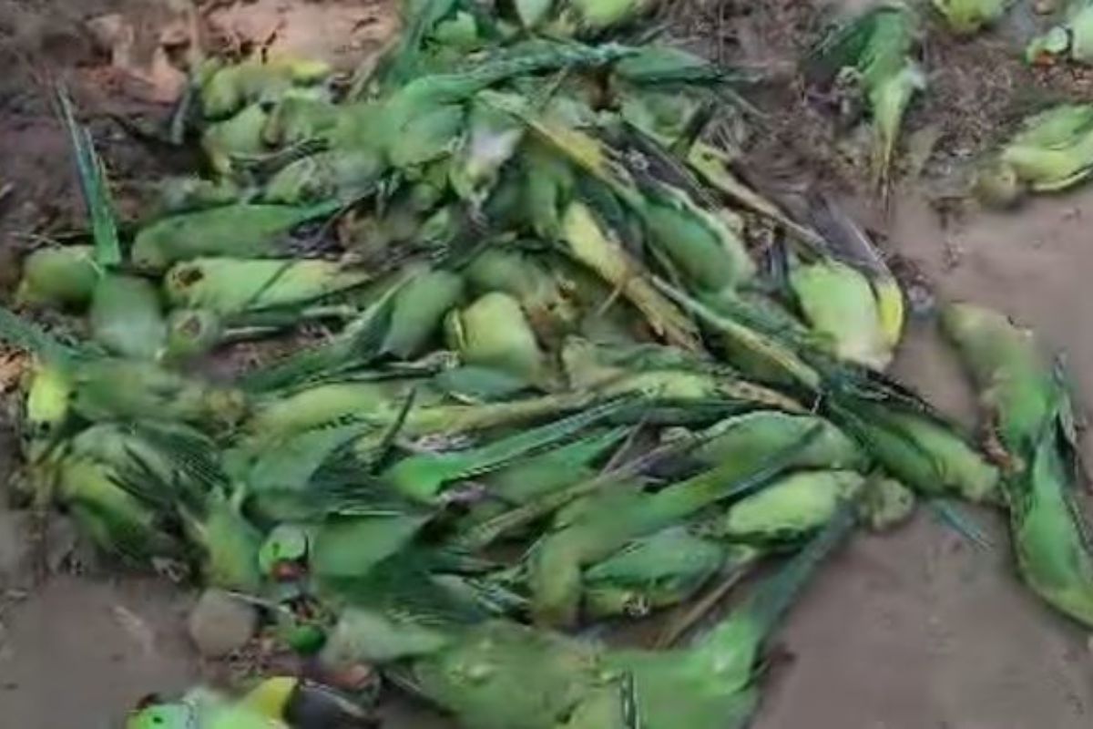200 parrots killed with poison along the bank of Narmada