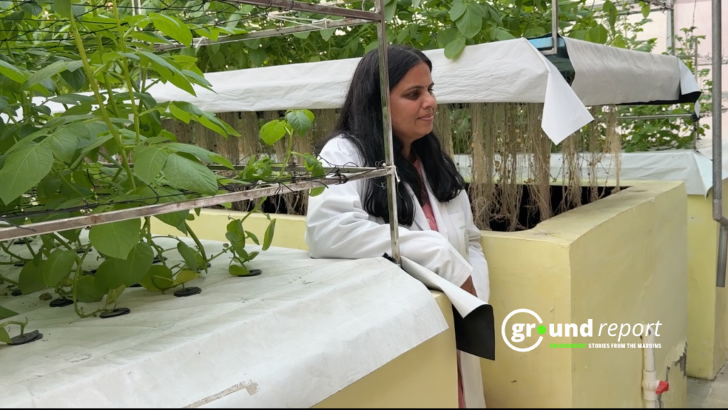 Dr Sushma Tiwari said, “Compared to conventional irrigation, this technique can save up to 90–95 percent of water.”