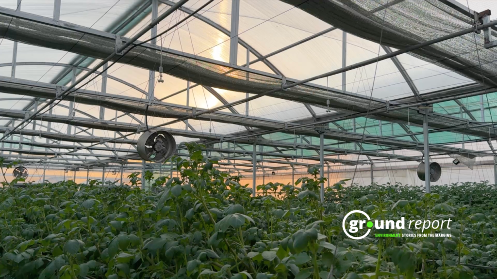 Aeroponics Unit in Rajmata Vijayaraje Scindia Krishi Vishwa Vidyalaya in Gwalior, Madhya Pradesh