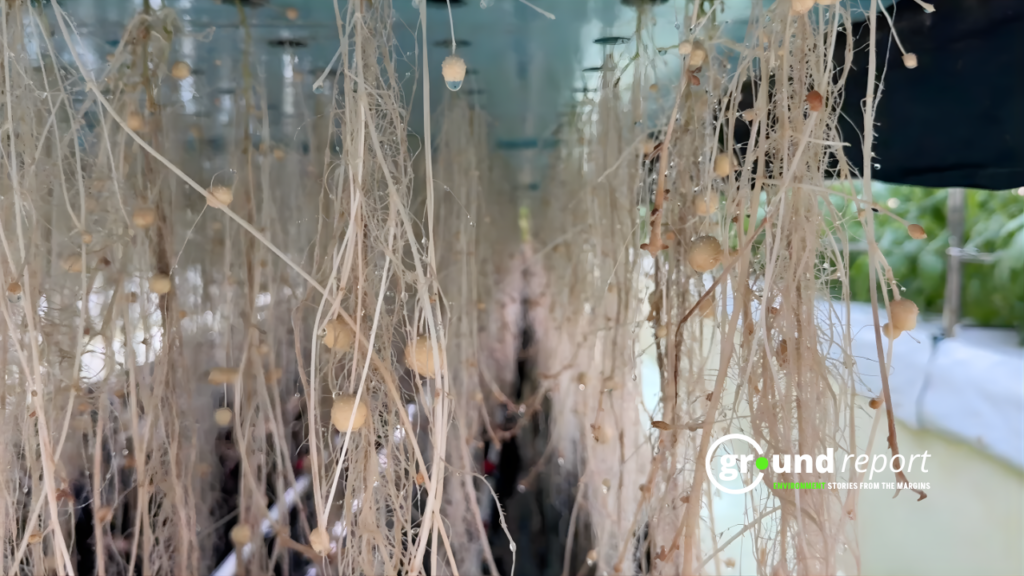 Prime Minister Narendra Modi called the potatoes produced through this technique “Jain Aloo”. 