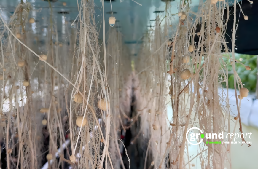 Aeroponics Potato Seed Production in Gwalior