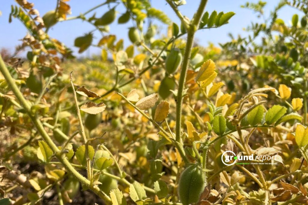 Pulses Madhya Pradesh