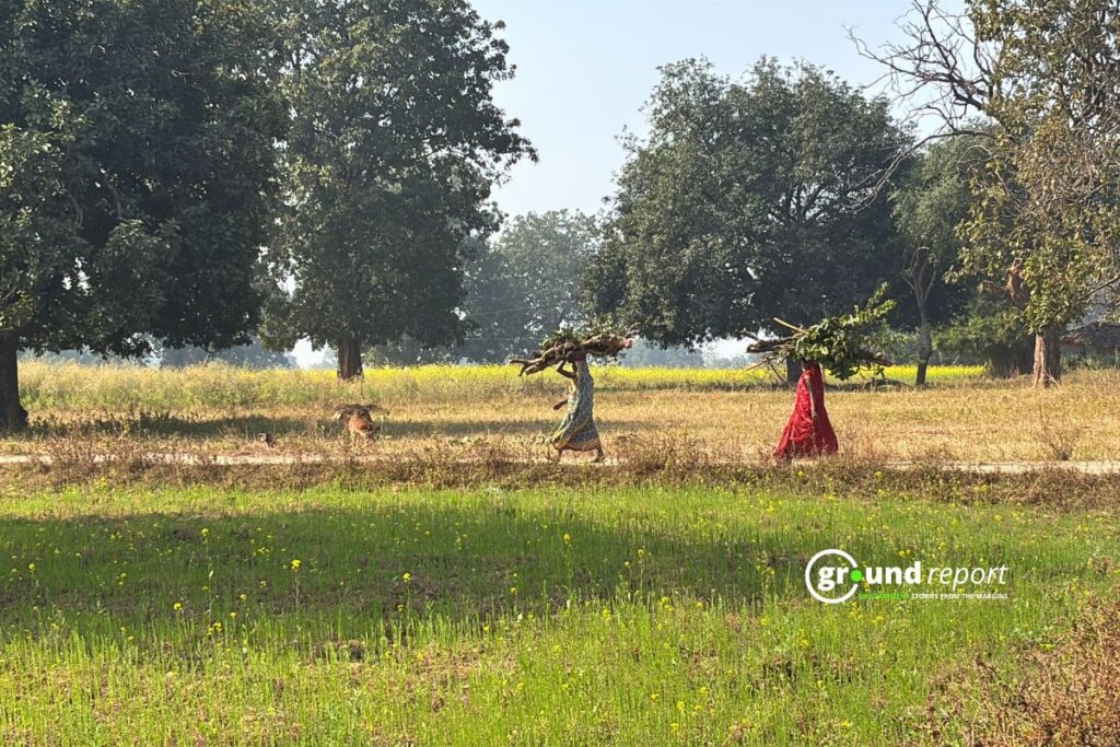 Forest produce singrauli