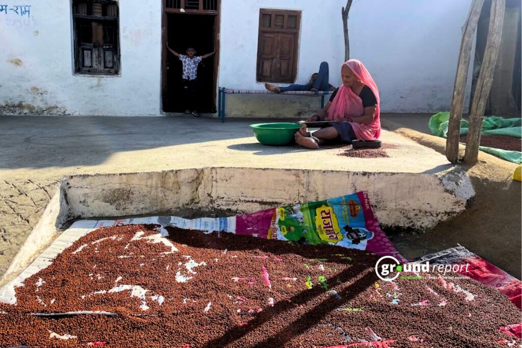 Pulses Madhya Pradesh