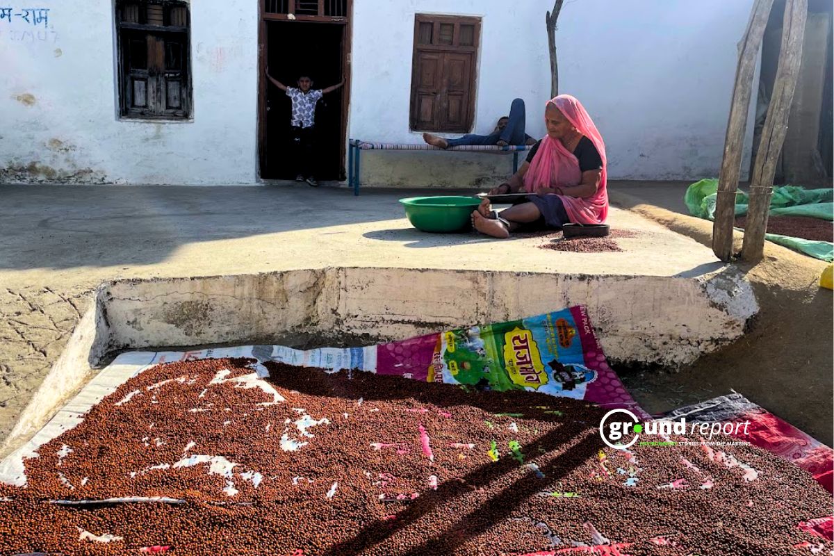 Pulses Madhya Pradesh