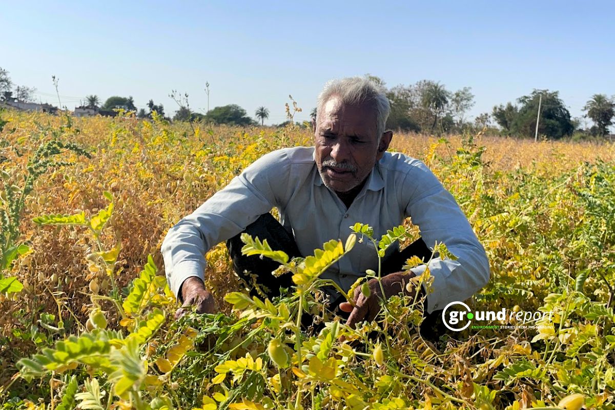 Pulses Madhya Pradesh
