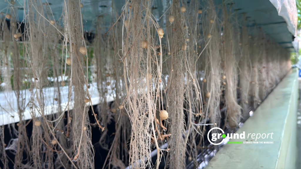 Aeroponics is a cultivation technique in which plant roots are suspended in air rather than soil or water.