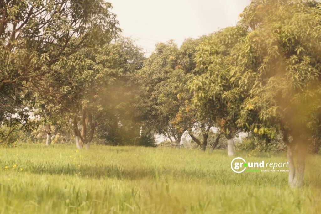 Wheat crop grown under mango trees in Sanchi