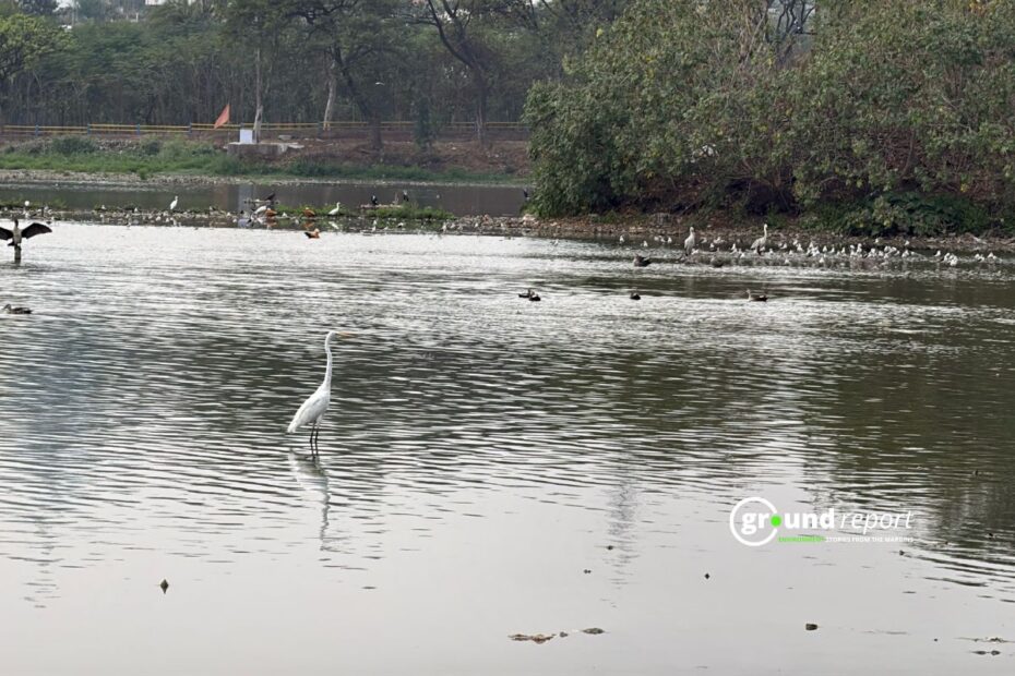 How Climate and Conflict Are Reshaping Bird Migration in India