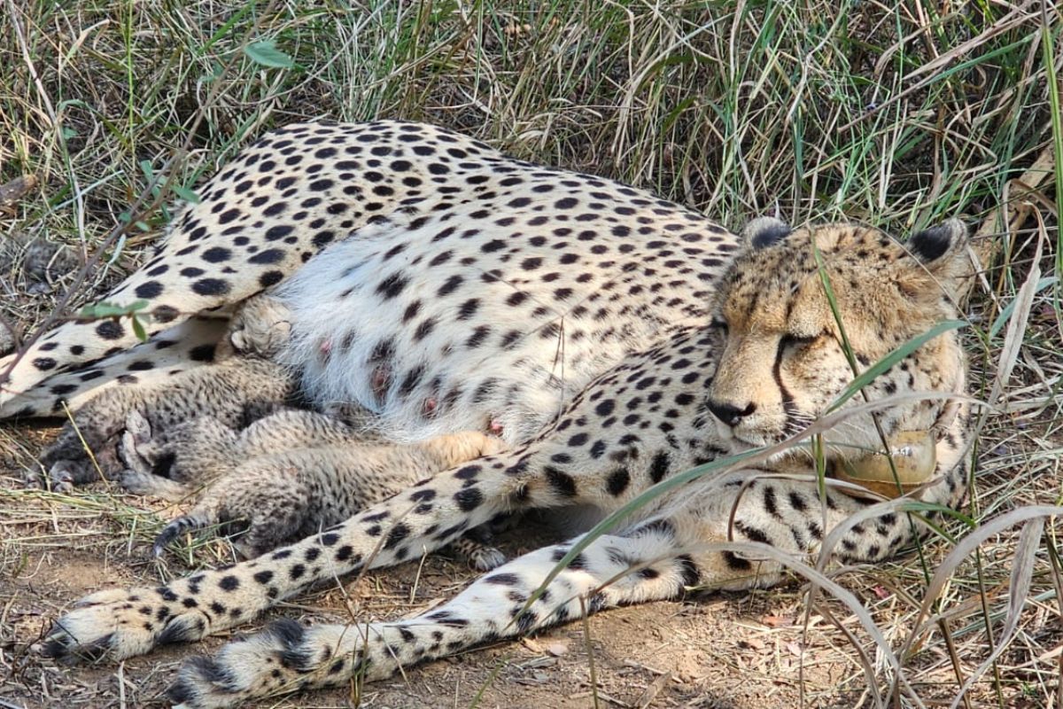 3 cubs born to Indian Cheetah Gamini, What's the total cheetah tally?