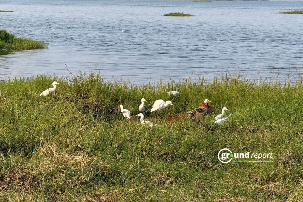 How Climate and Conflict Are Reshaping Bird Migration in India