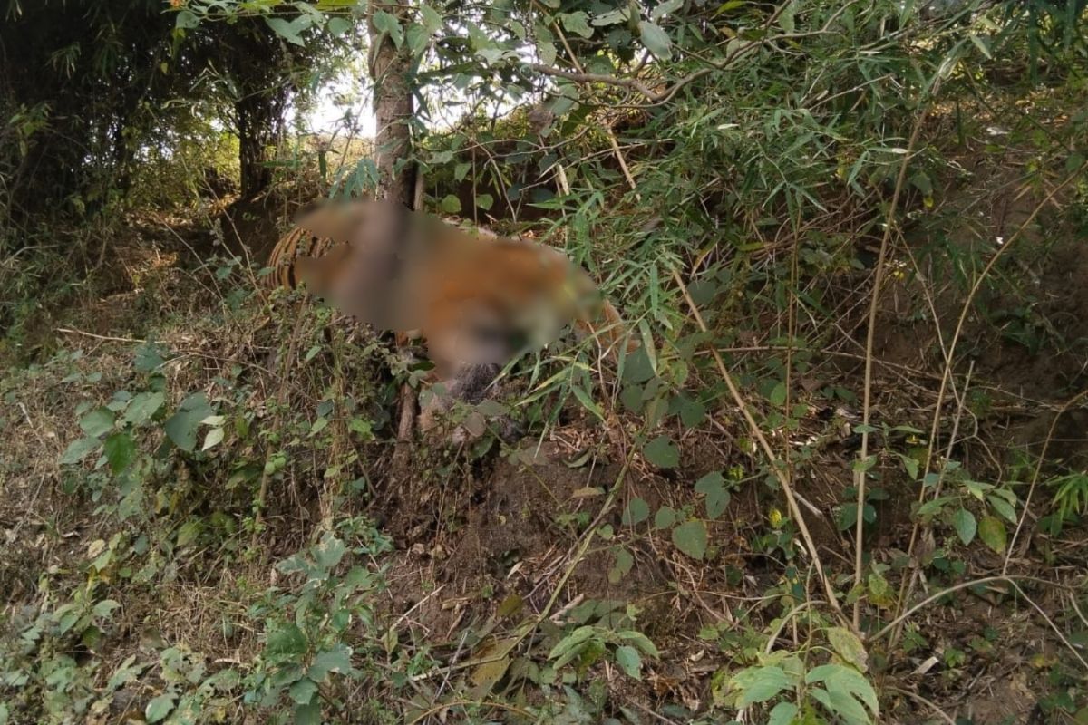 Two Tigers Electrocuted in Shahdol Fields, Three Orphaned Cubs Missing
