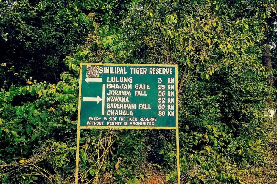 Odisha Forest Yields 148 Lichen Species With Potential to Fight Cancer