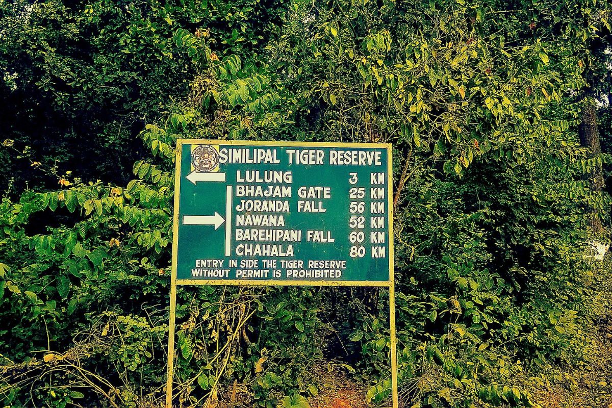 Odisha Forest Yields 148 Lichen Species With Potential to Fight Cancer