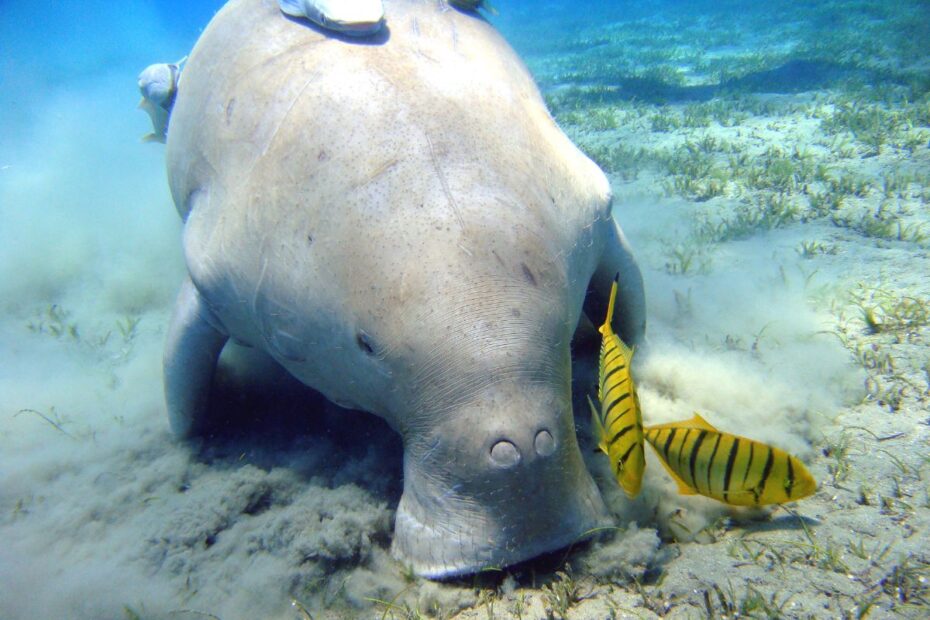Tamil Nadu Records 270 Dugongs in Landmark Conservation Survey