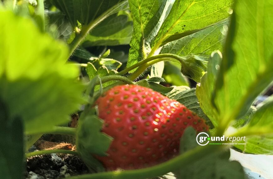 Meet the Rajgarh Farmer Who Switched from Soybeans to Strawberries and Built a Profitable Model