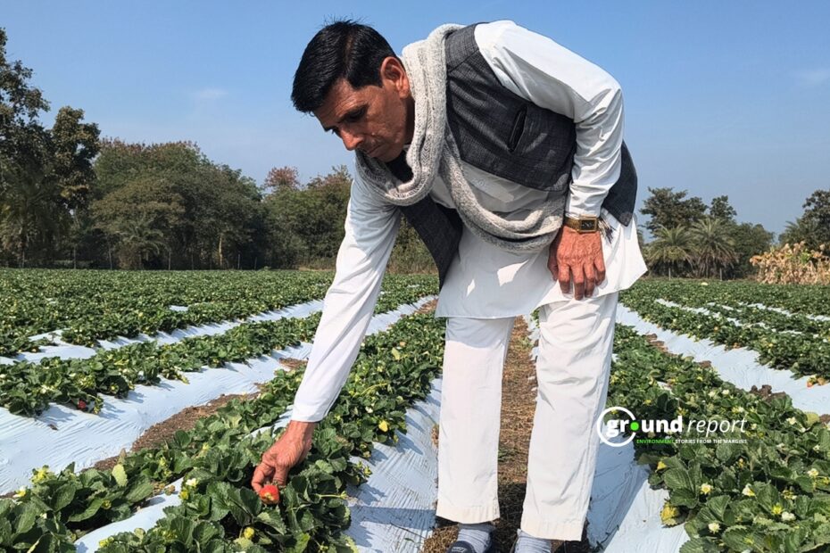 Rajgarh Strawberry Farmer Shrilal