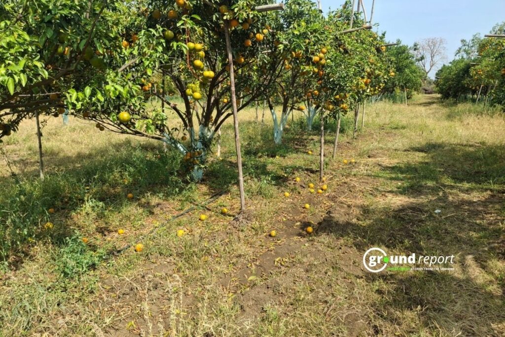 orange crop loss in MP Pandhurna