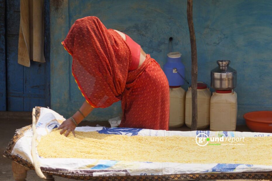 A woman dries harvested wheat under the sun as warm weather helps the grain dry before storage.