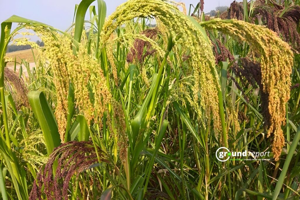 millet kodo poisoning khandwa